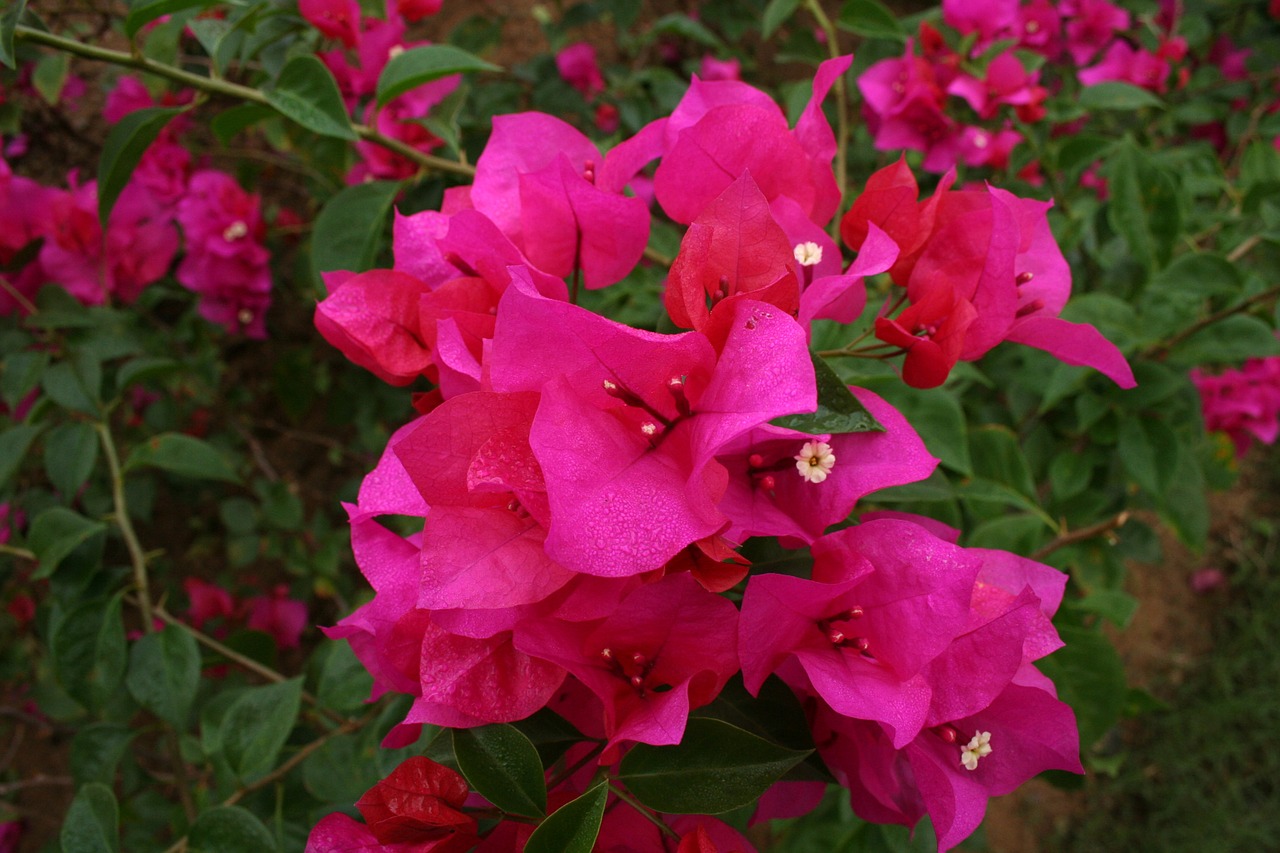 flowers flower red free photo