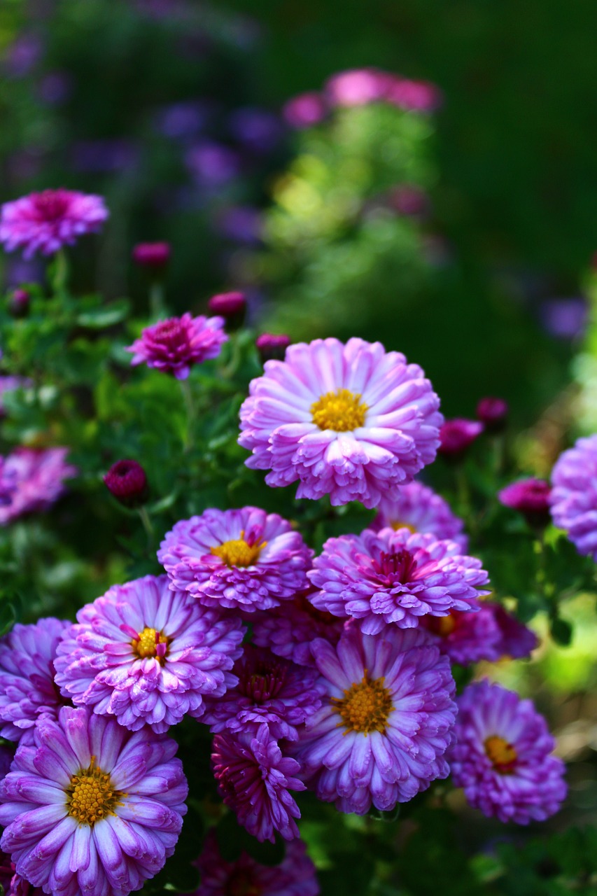 flowers summer pink free photo