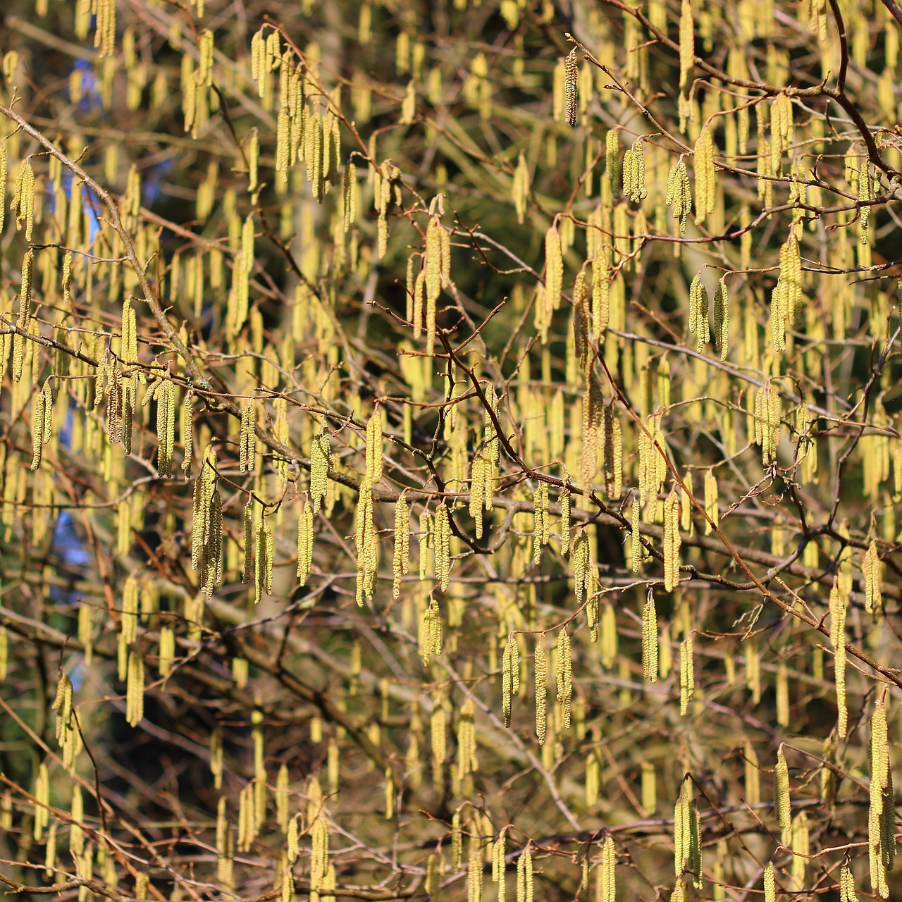 flowers birch forest free photo