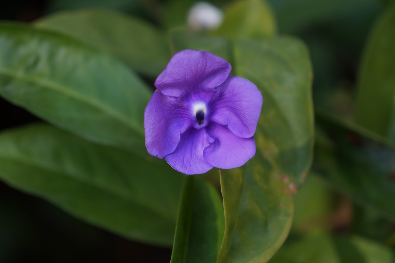 flowers violets nature free photo