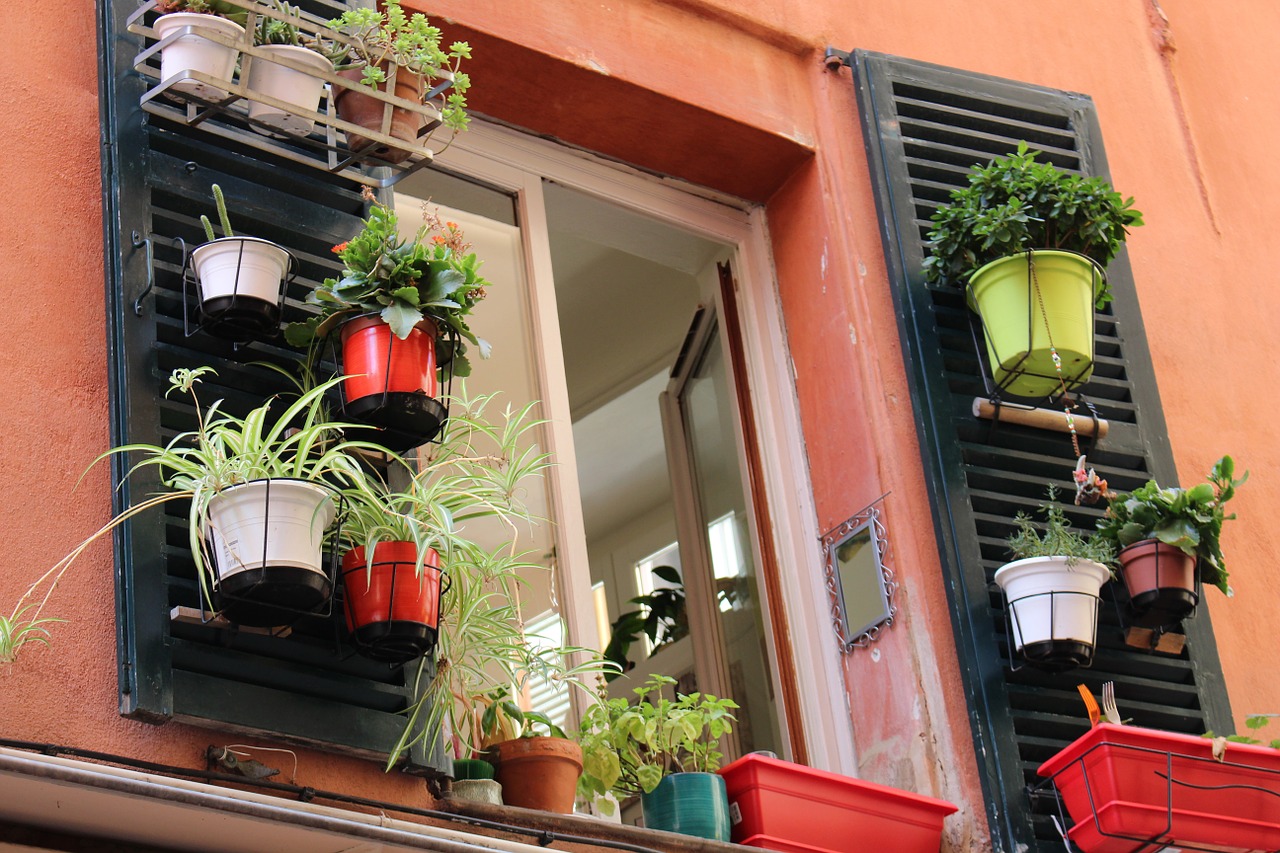 flowers france window free photo