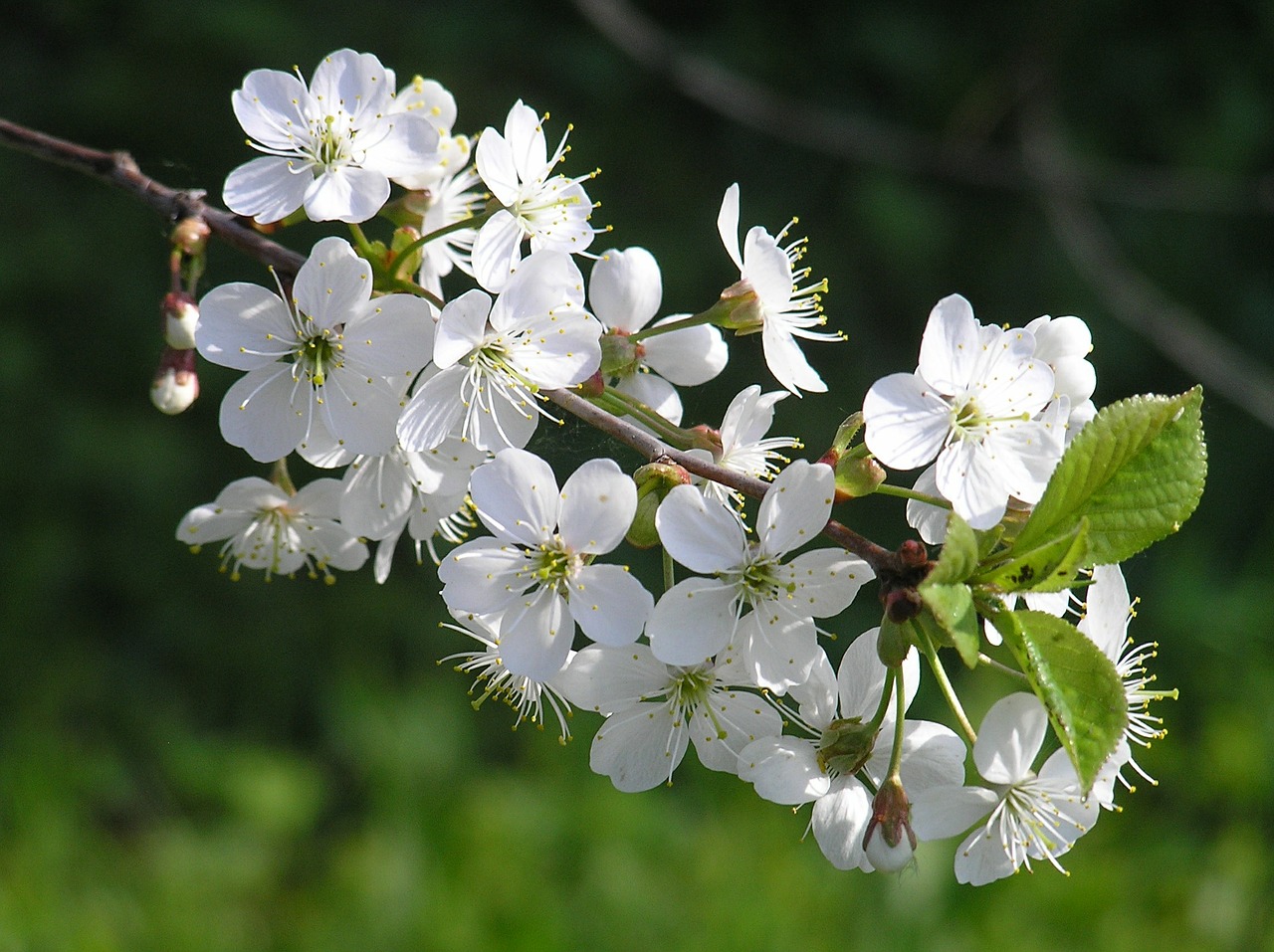 flowers spring nature free photo