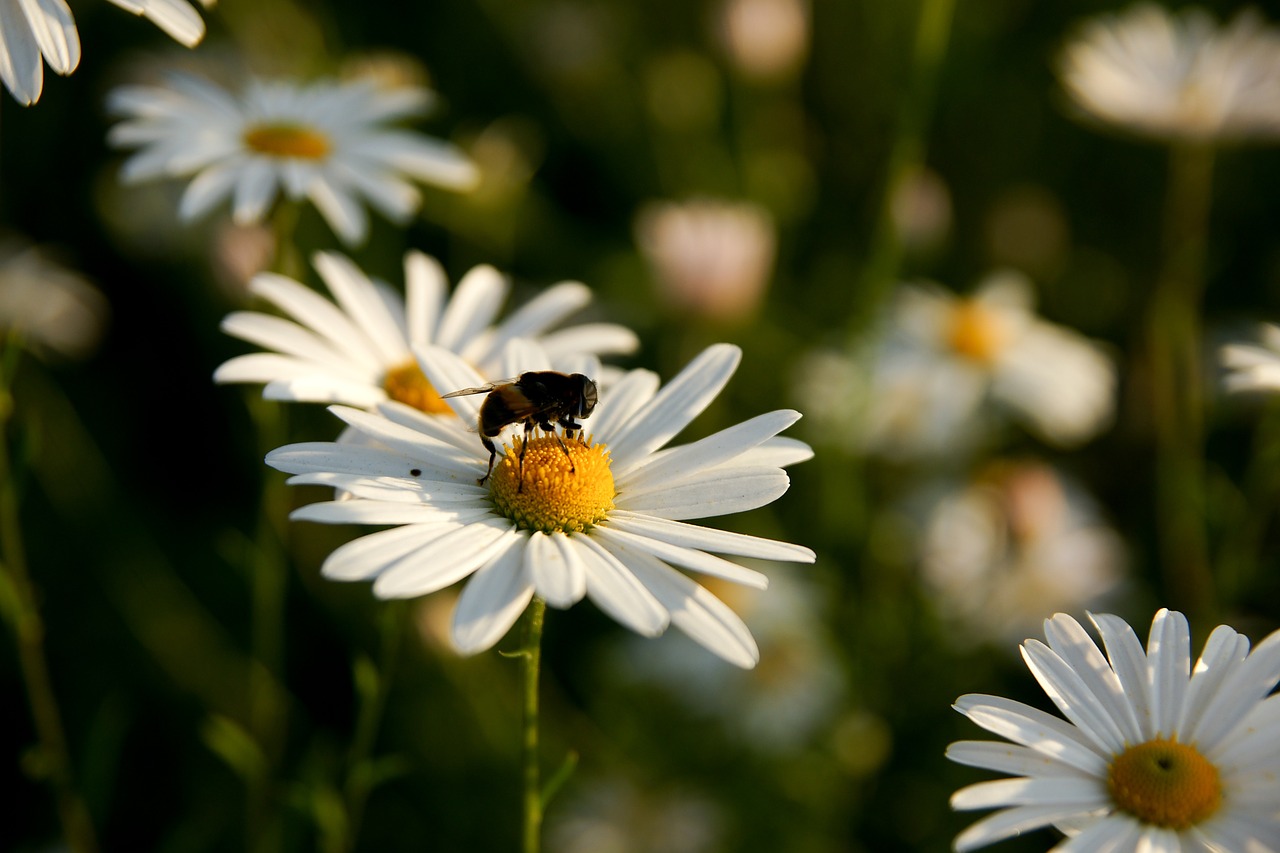 flowers bee plants free photo