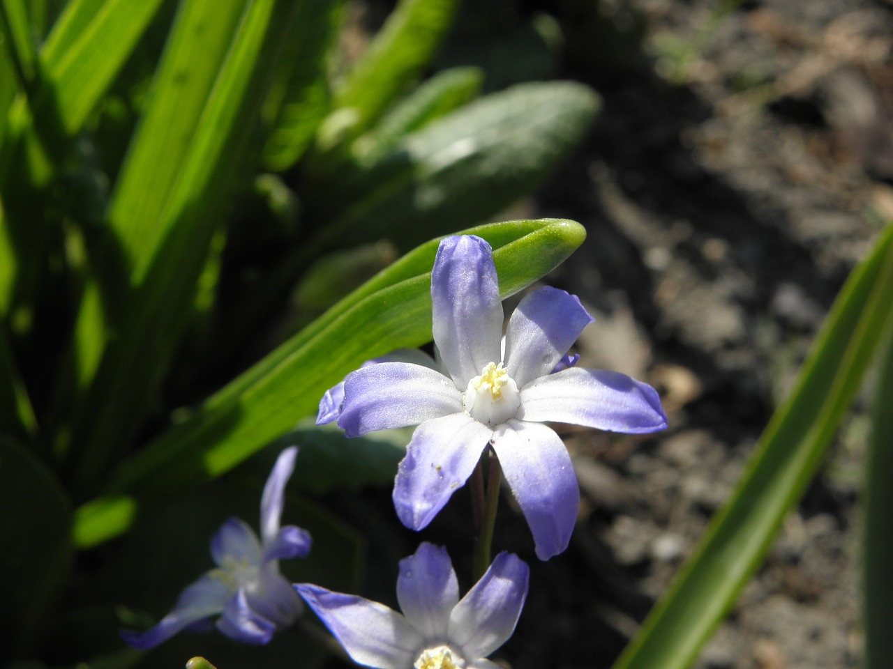 flowers nature summer free photo