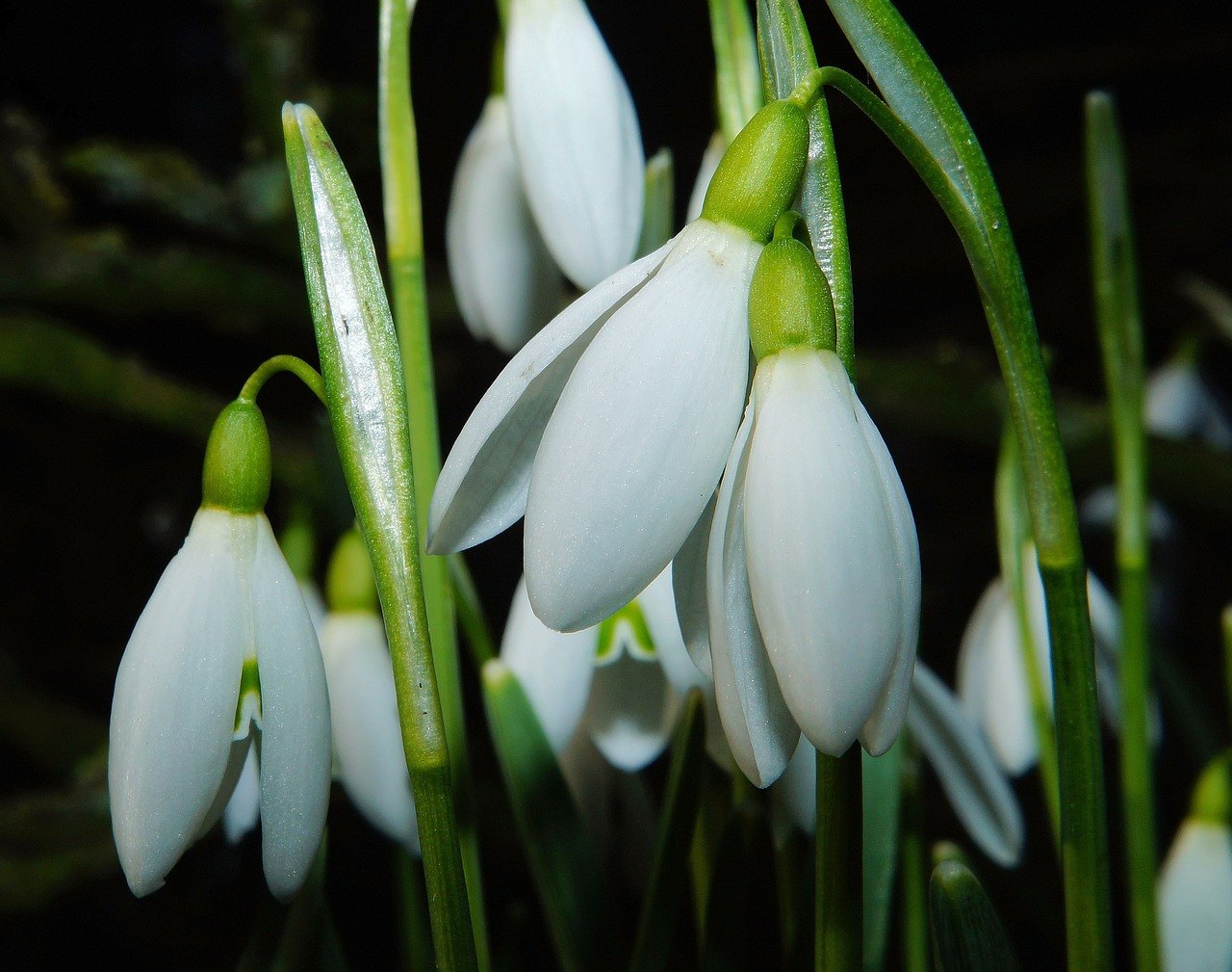 flowers white winter free photo