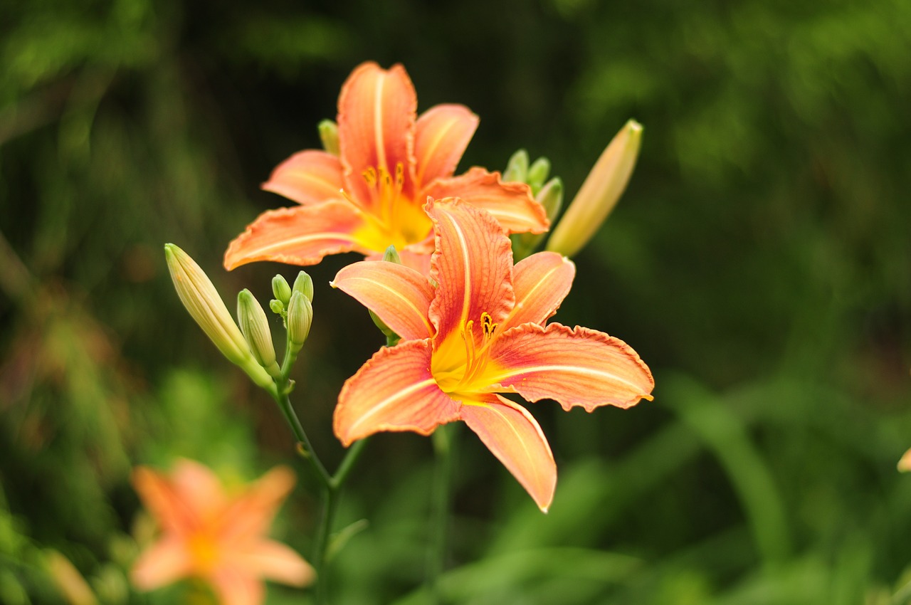 flowers orange green free photo