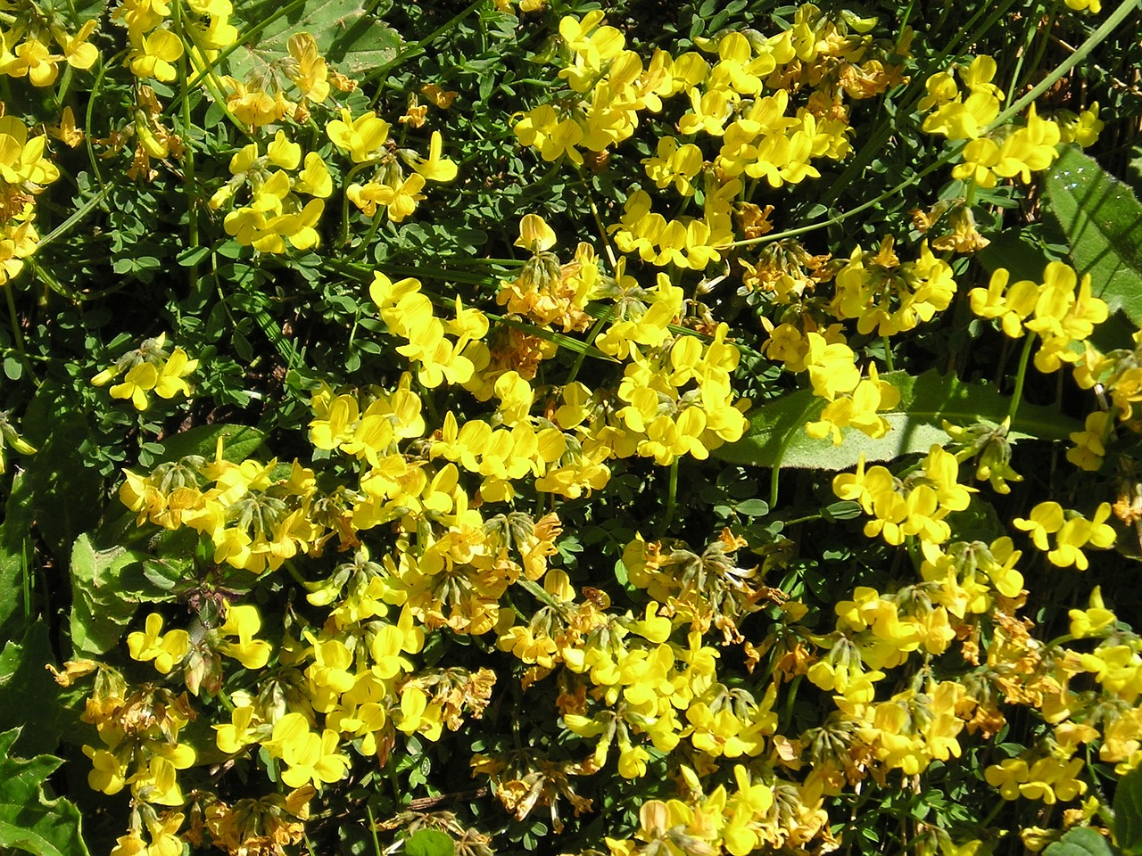 flowers alpine flower yellow free photo