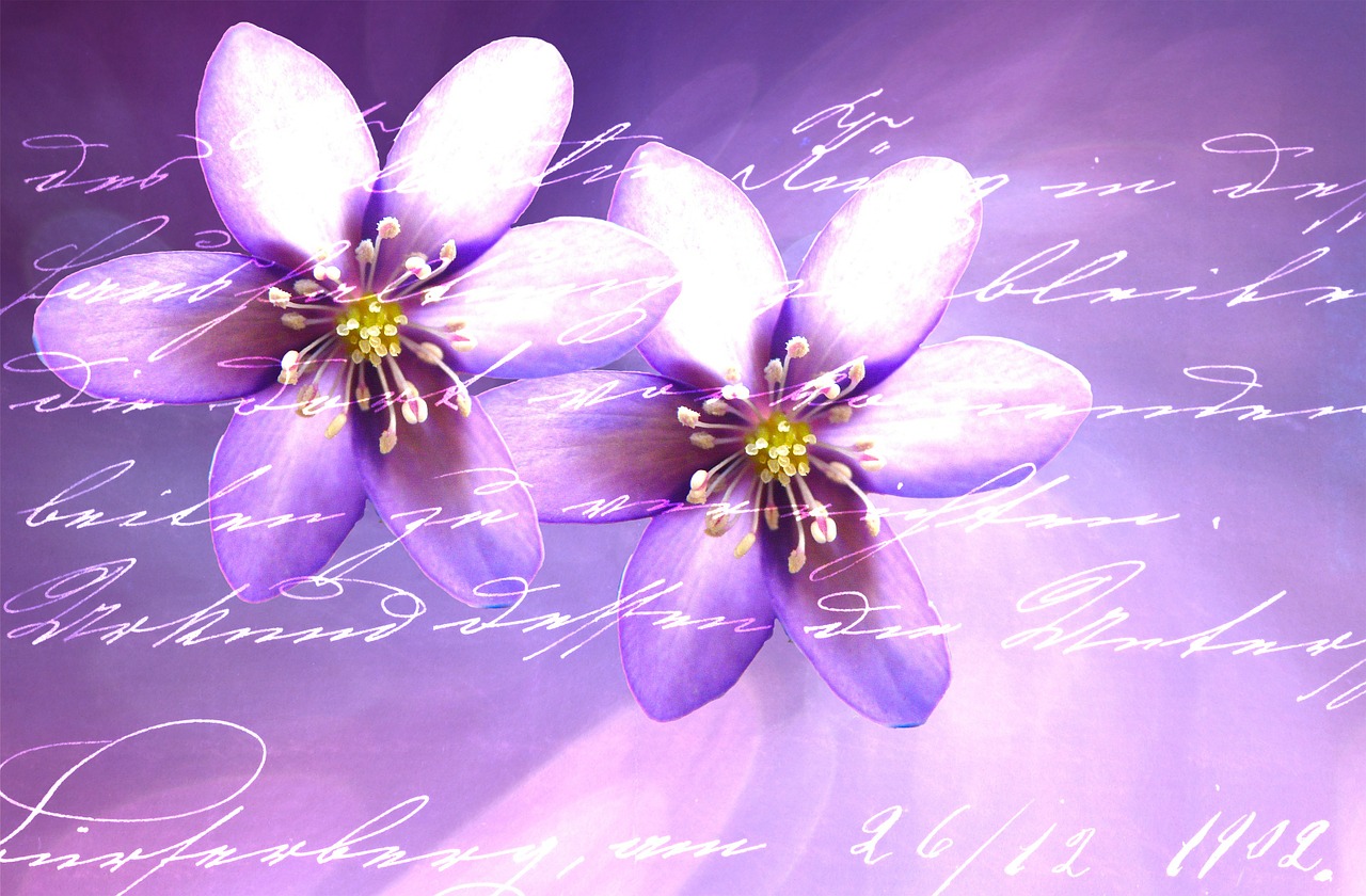 flowers purple font free photo