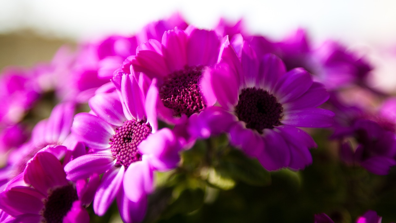 flowers pink close free photo