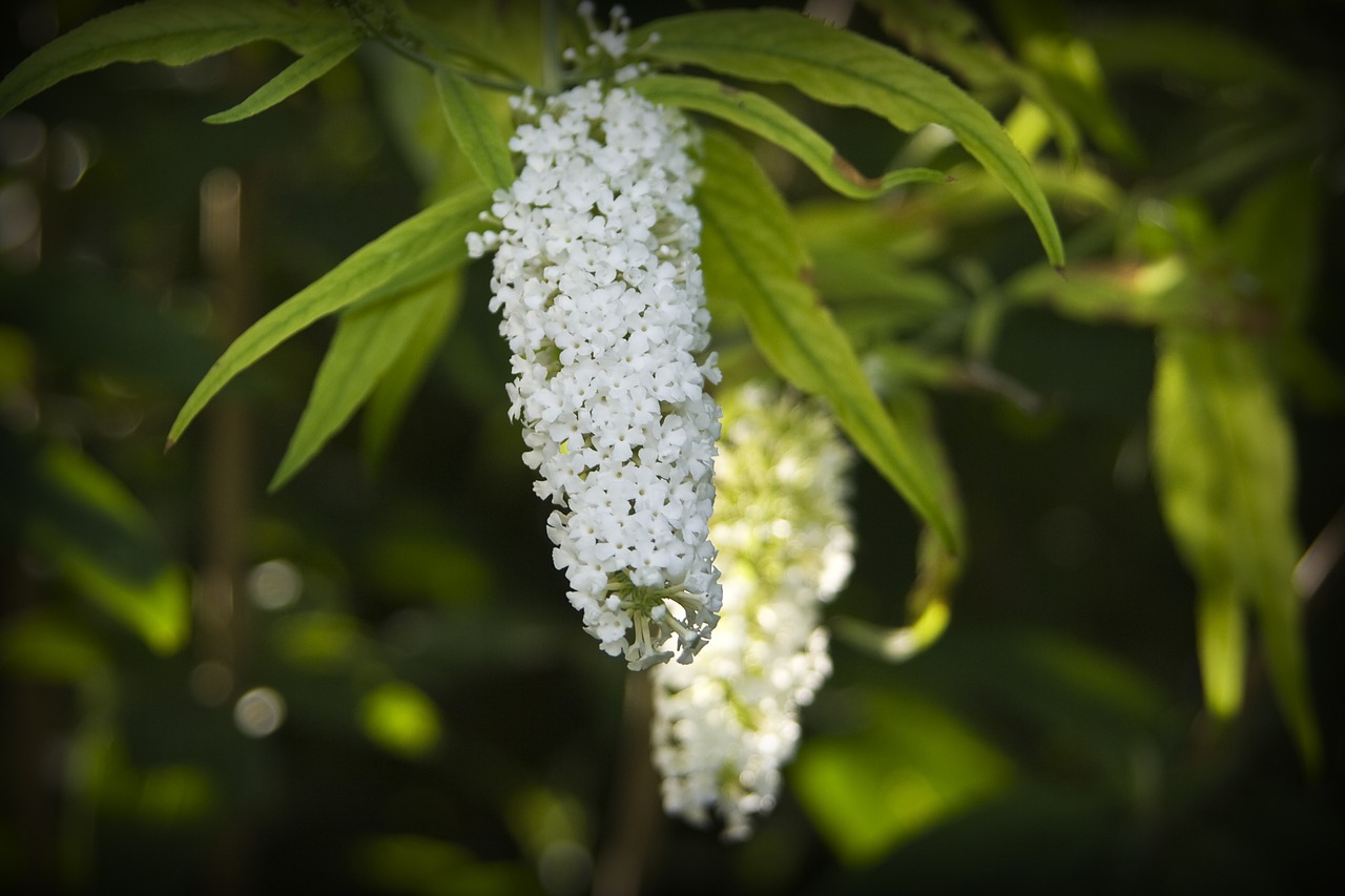 flowers bouquet nature free photo