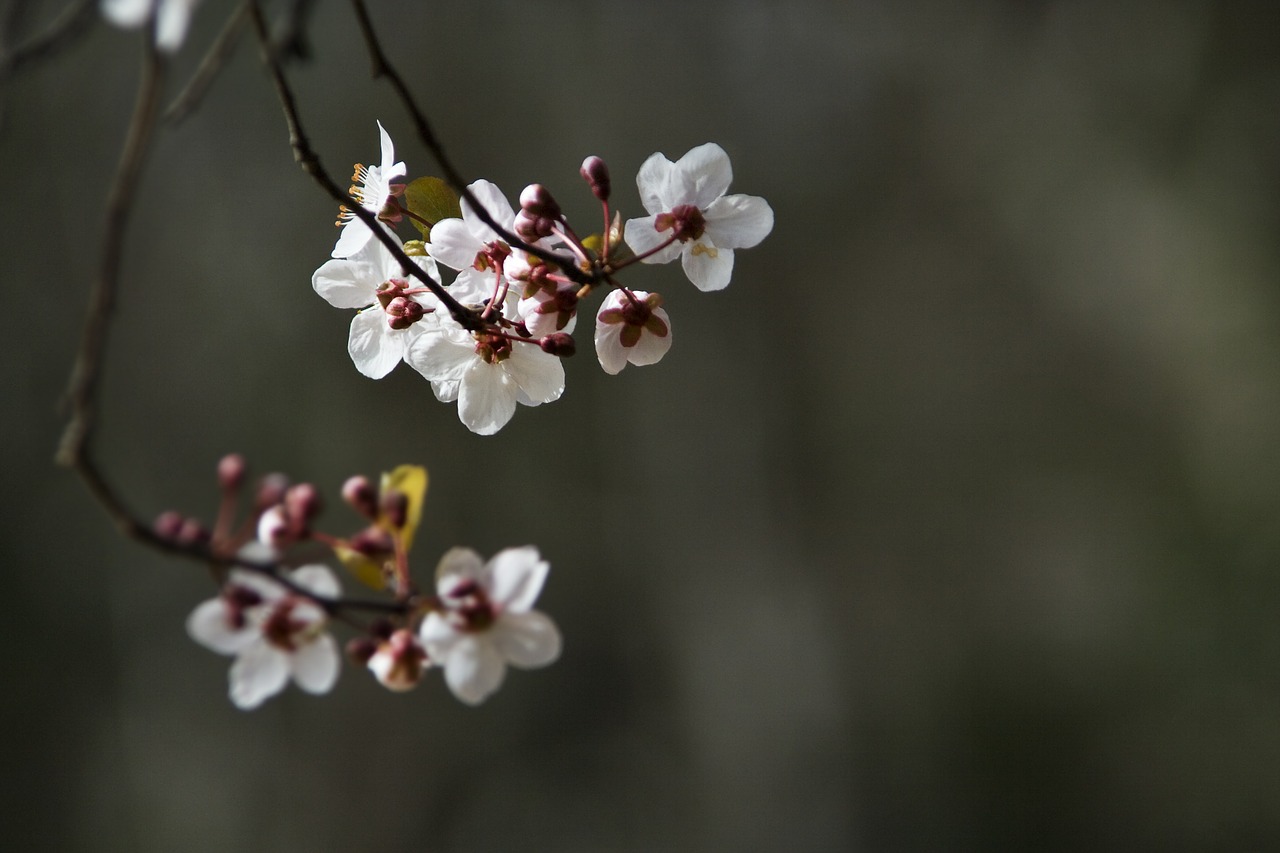 flowers nature spring free photo