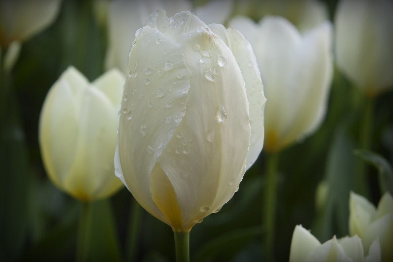 flowers white water drops free photo