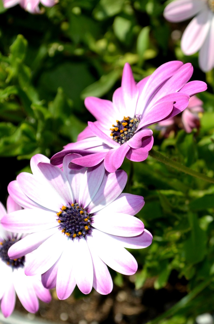 flowers pink nature free photo