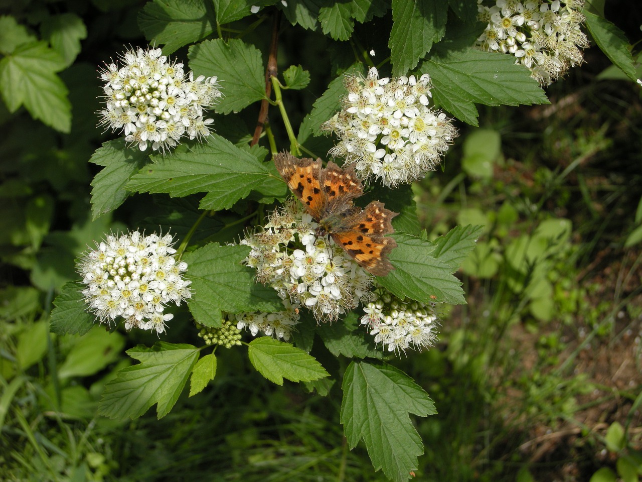 flowers nature butterfly free photo