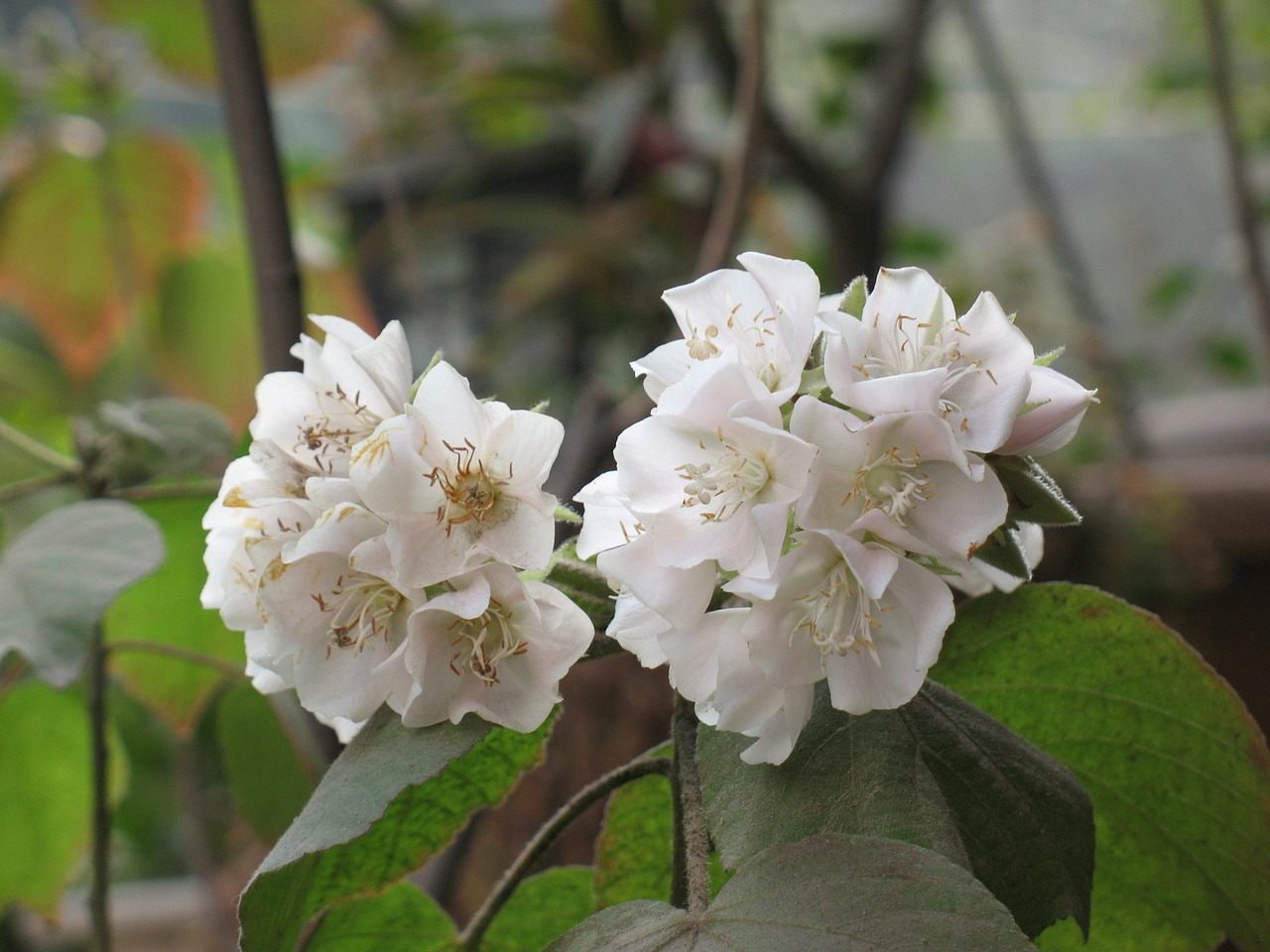 flowers white nature free photo