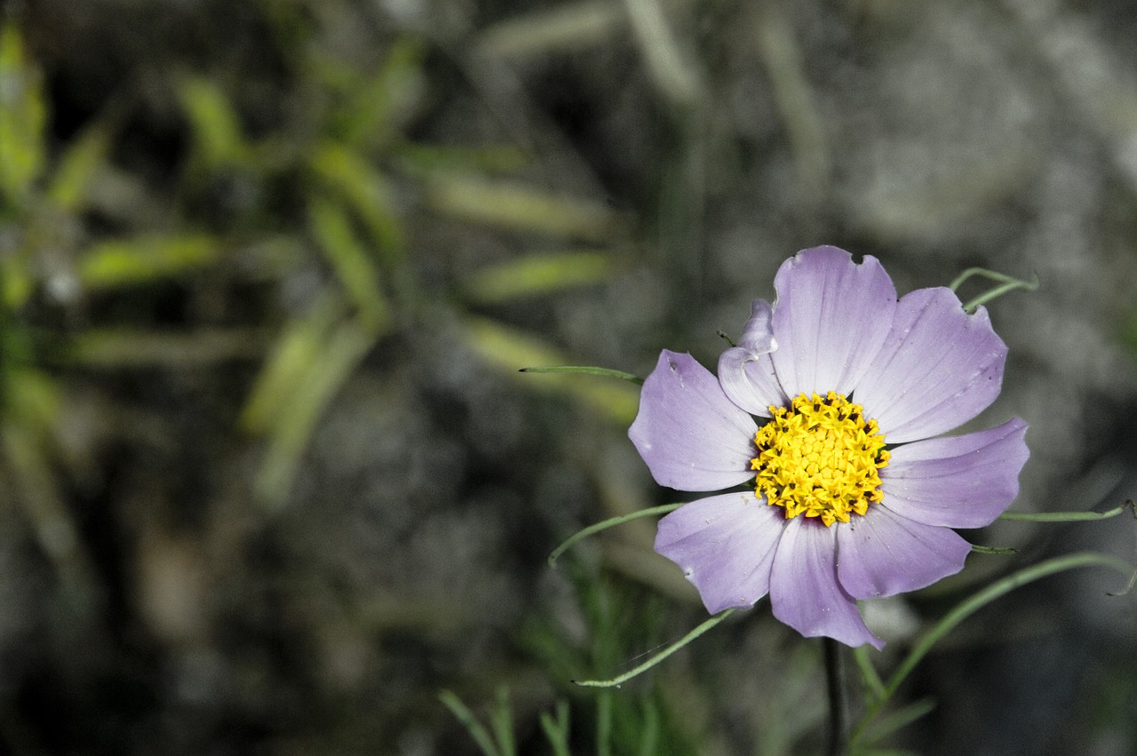 flowers plants desktop free photo