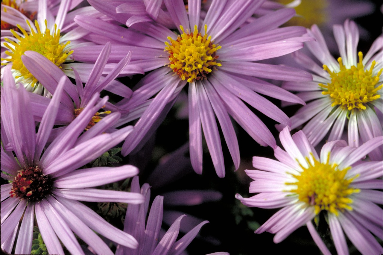 flowers aster blossoms free photo