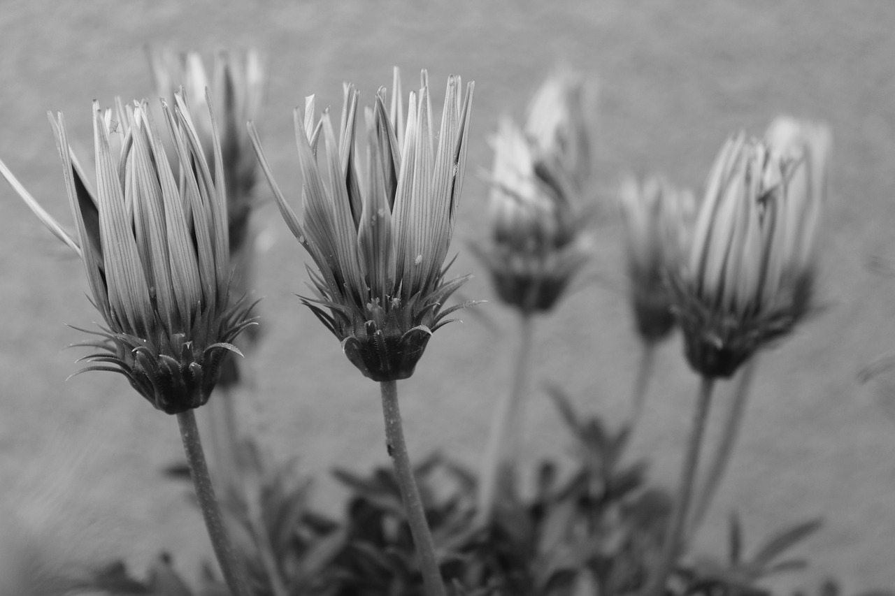 flowers drought summer free photo