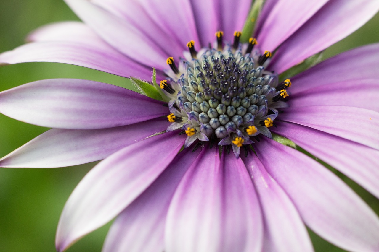 flowers macro photography horticulture free photo