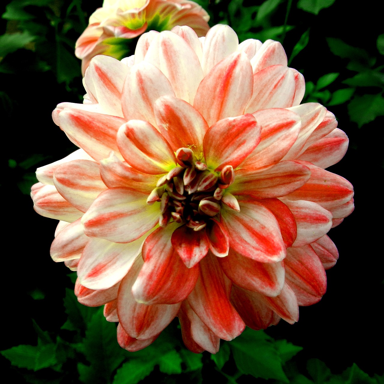 flowers dahlia orange free photo