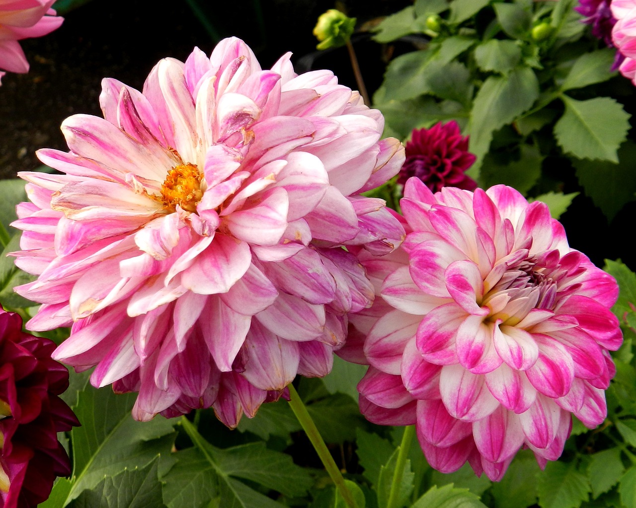 flowers dahlia pink free photo