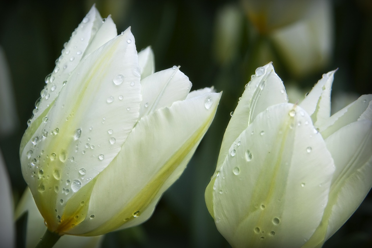 flowers drops of water nature free photo