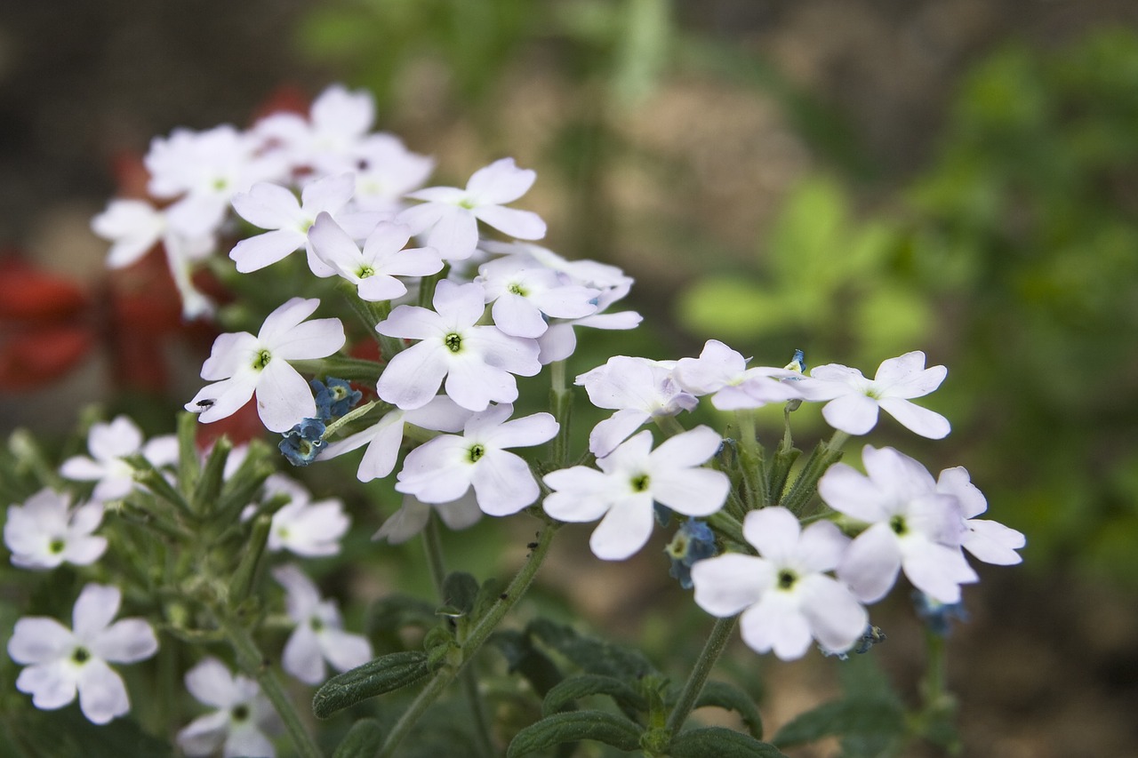 flowers bouquet nature free photo