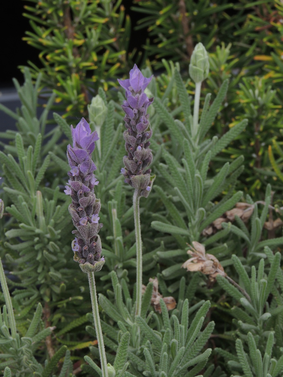 flowers purple plant free photo