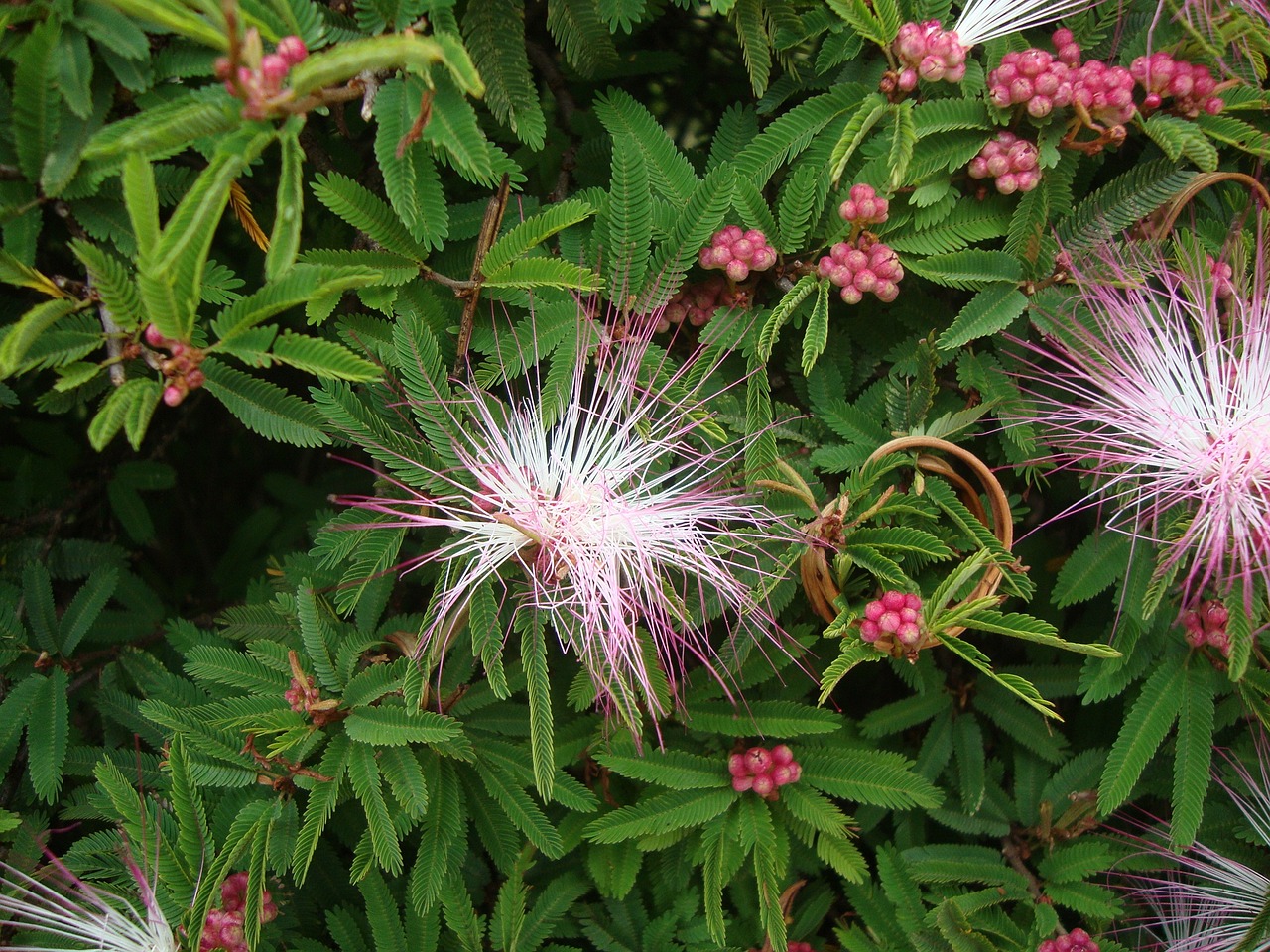 flowers flora nature free photo