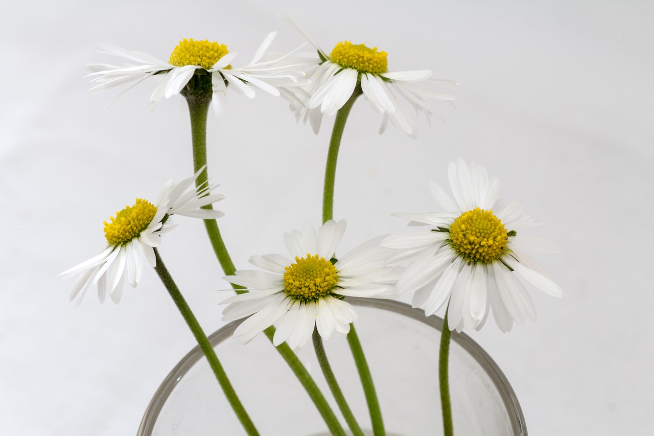 flowers still life daisy free photo