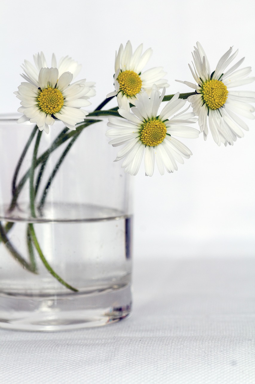 flowers still life daisy free photo