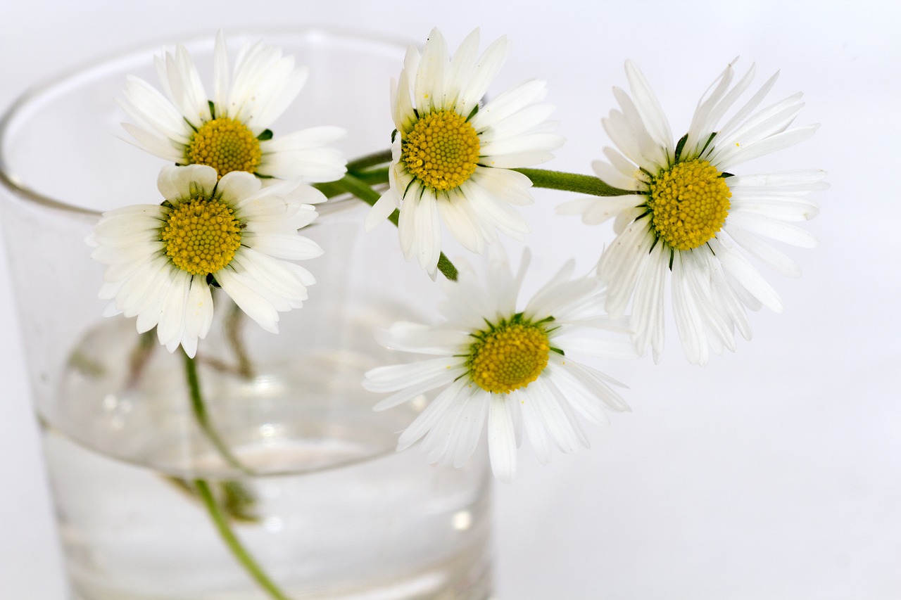 flowers still life daisy free photo