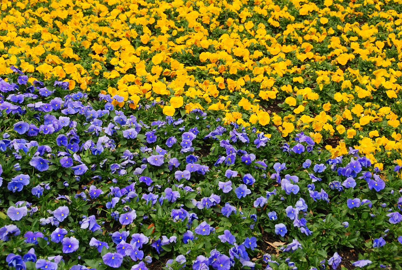 flowers bed yellow free photo