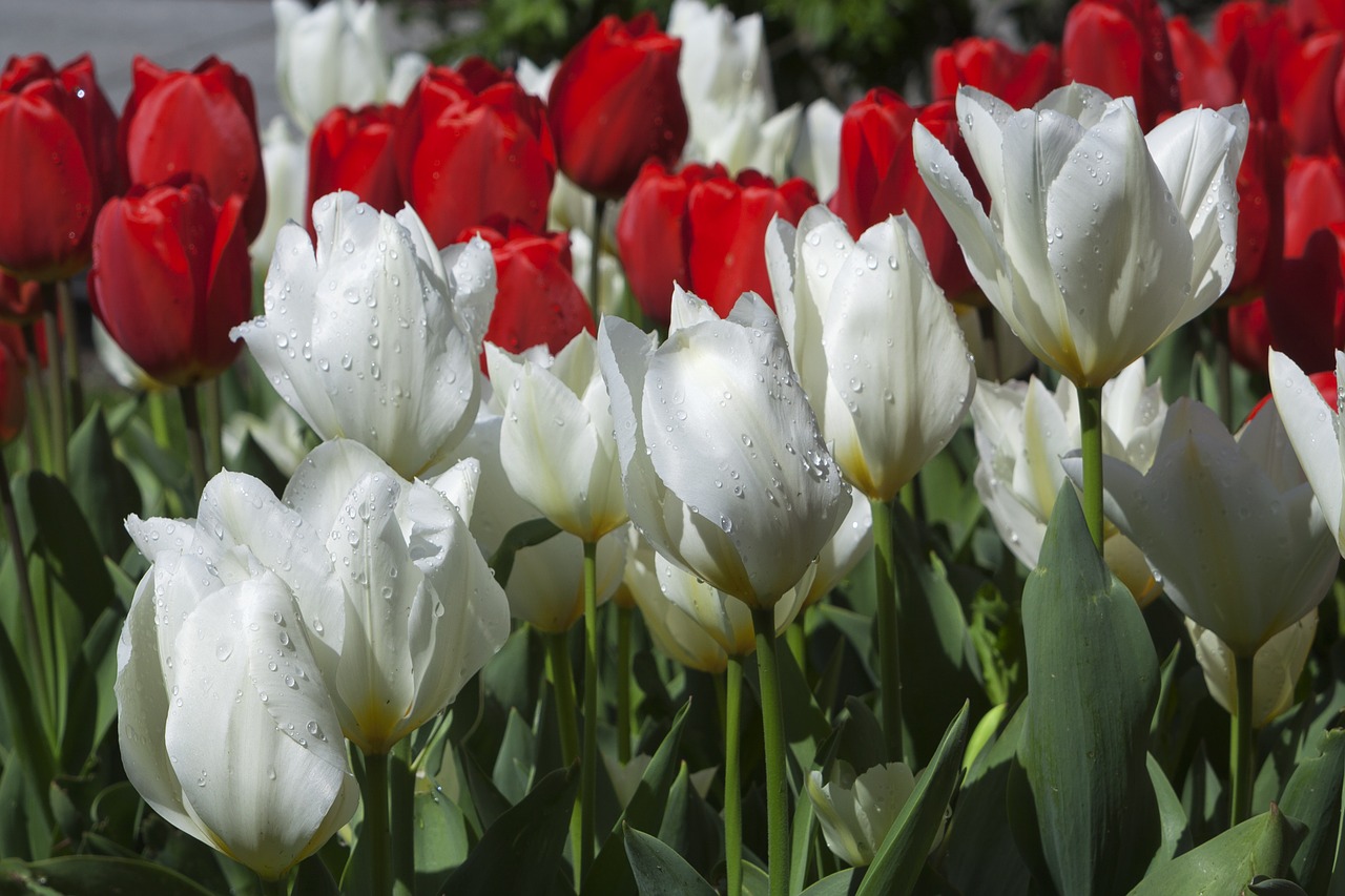 flowers white red free photo