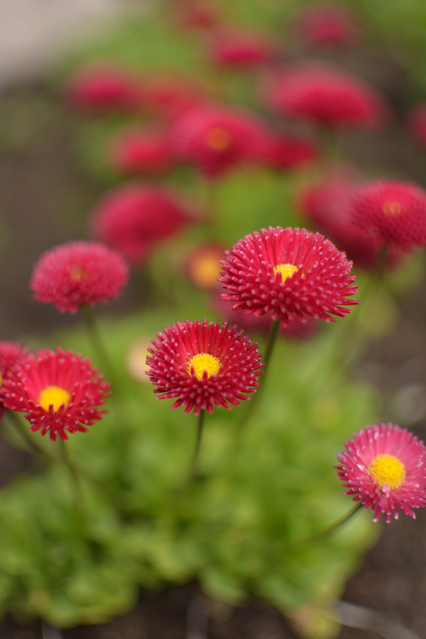 flowers red summer free photo