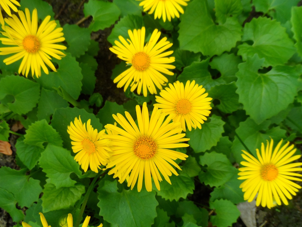 flowers garden yellow free photo