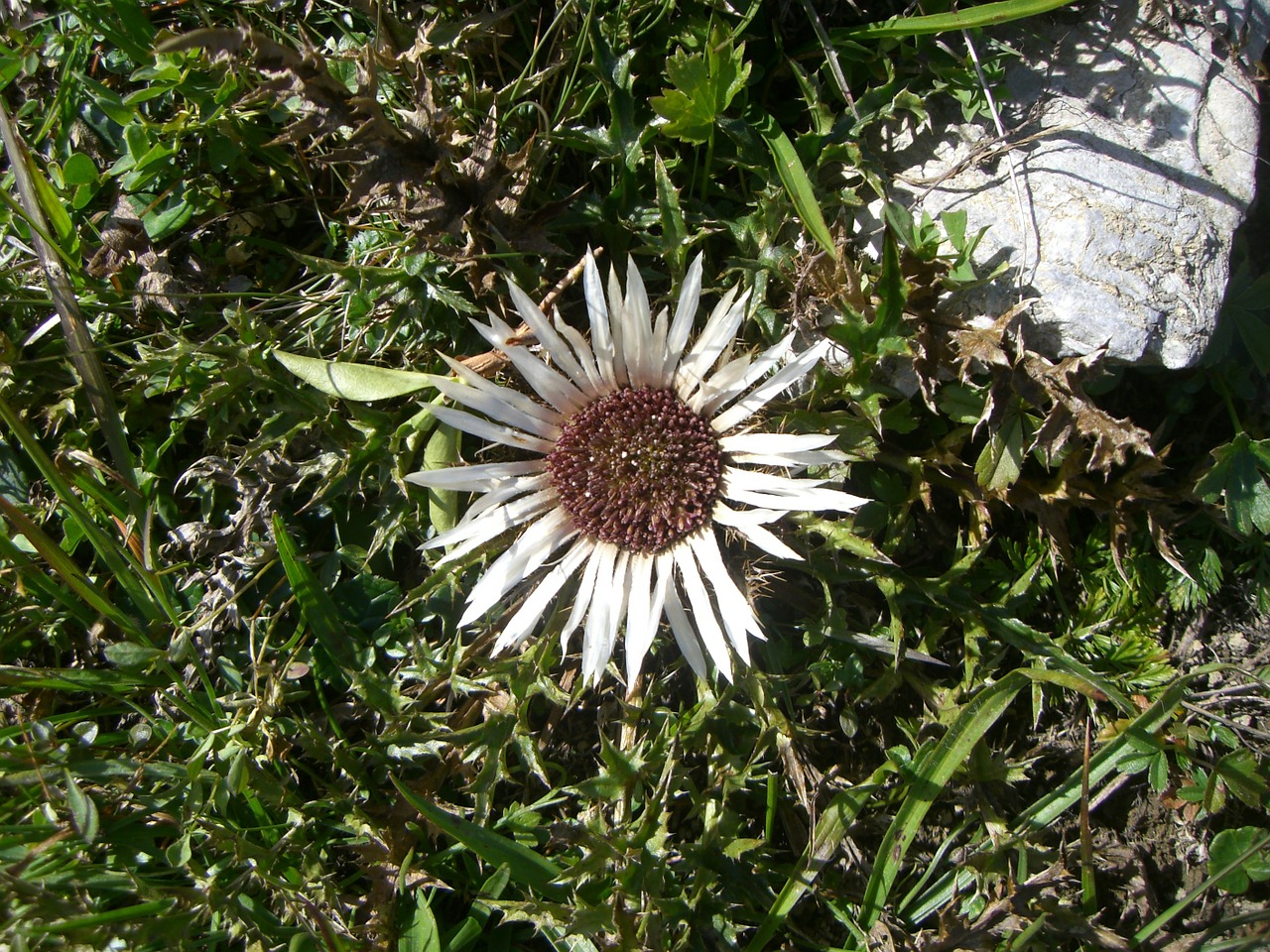 flowers mountains flora free photo