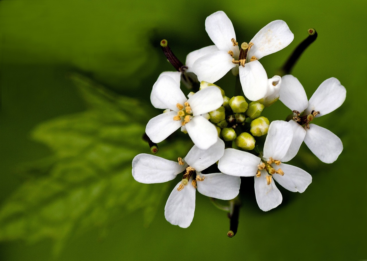 flowers blossom bloom free photo