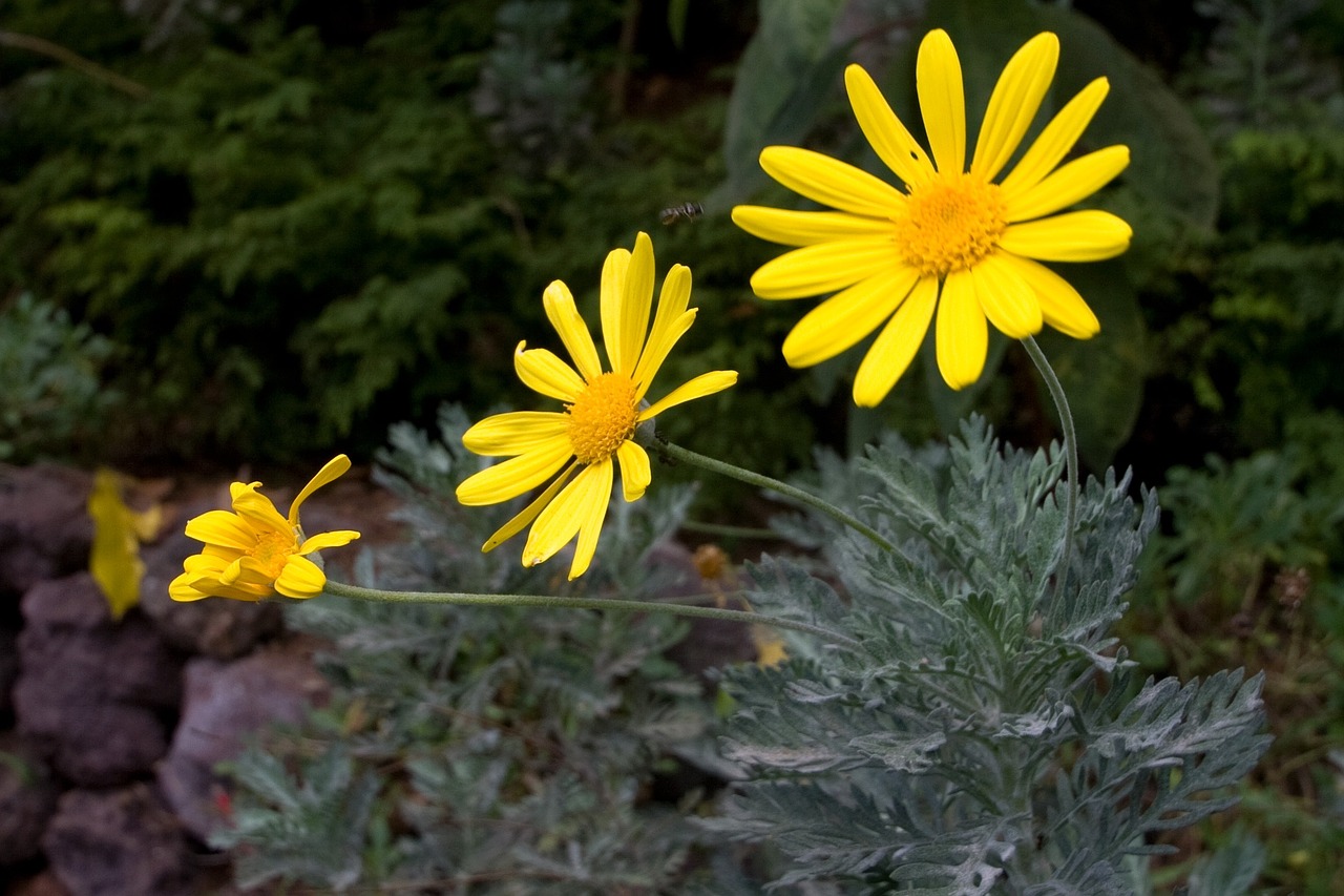 flowers yellow spring free photo