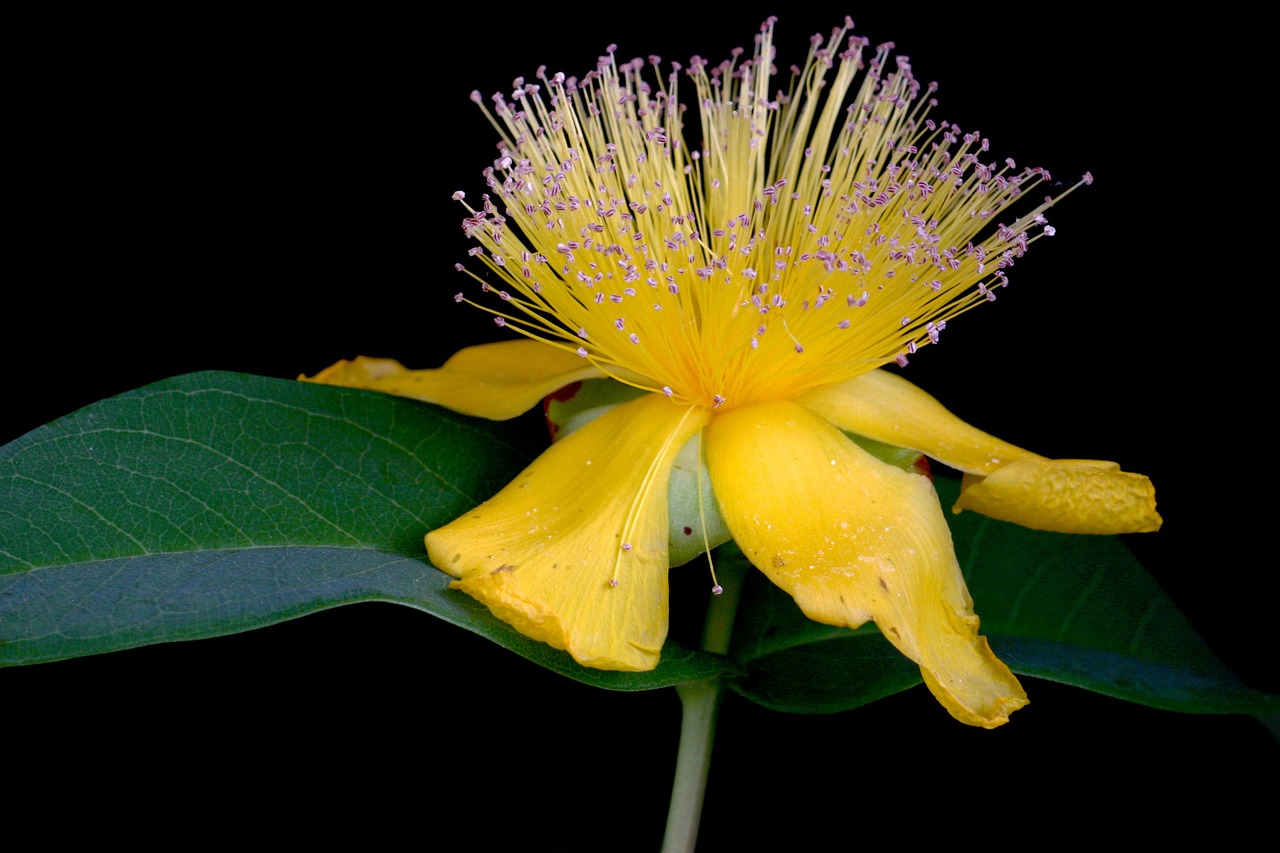 flowers yellow spring free photo