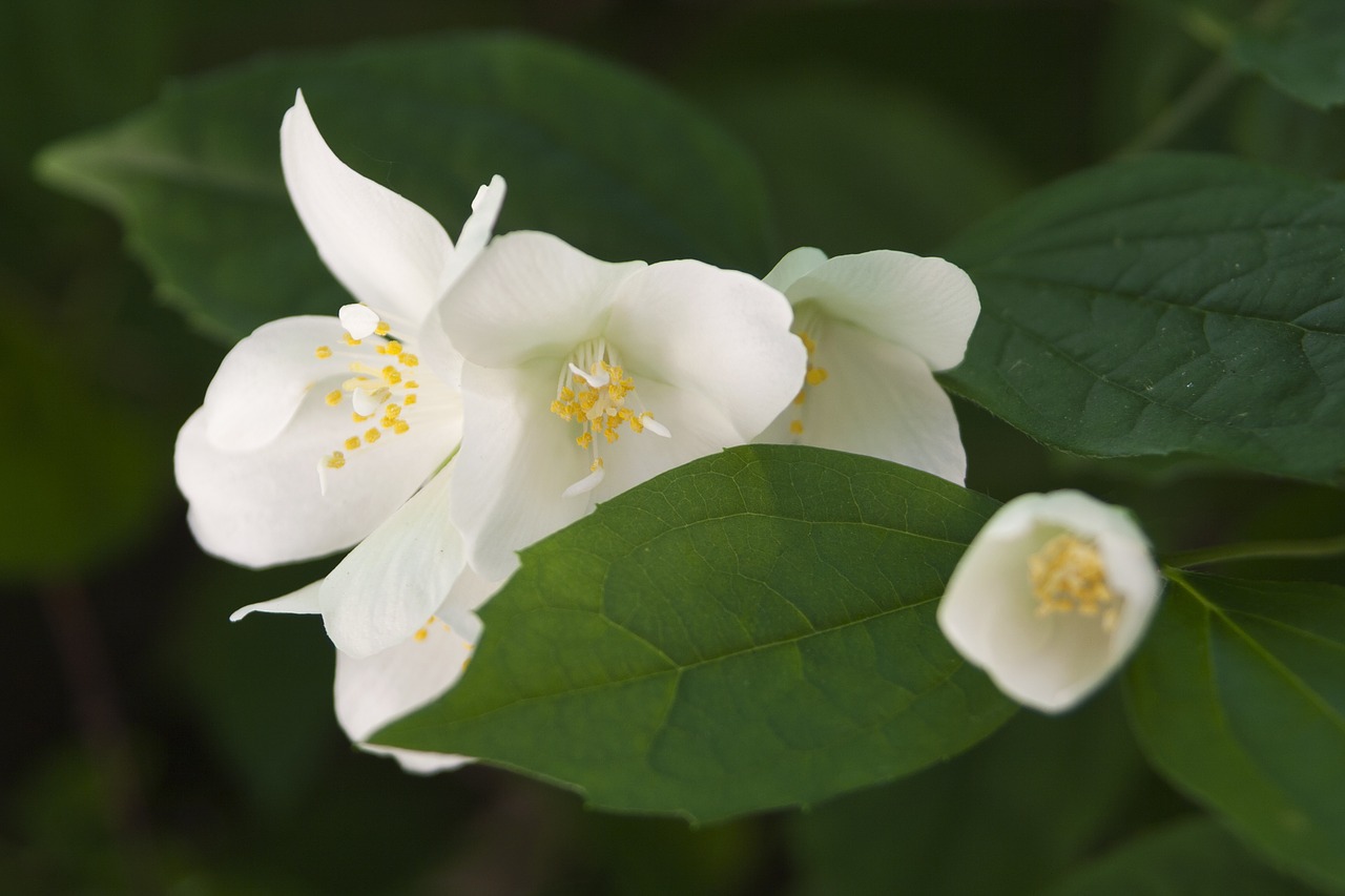 flowers white nature free photo