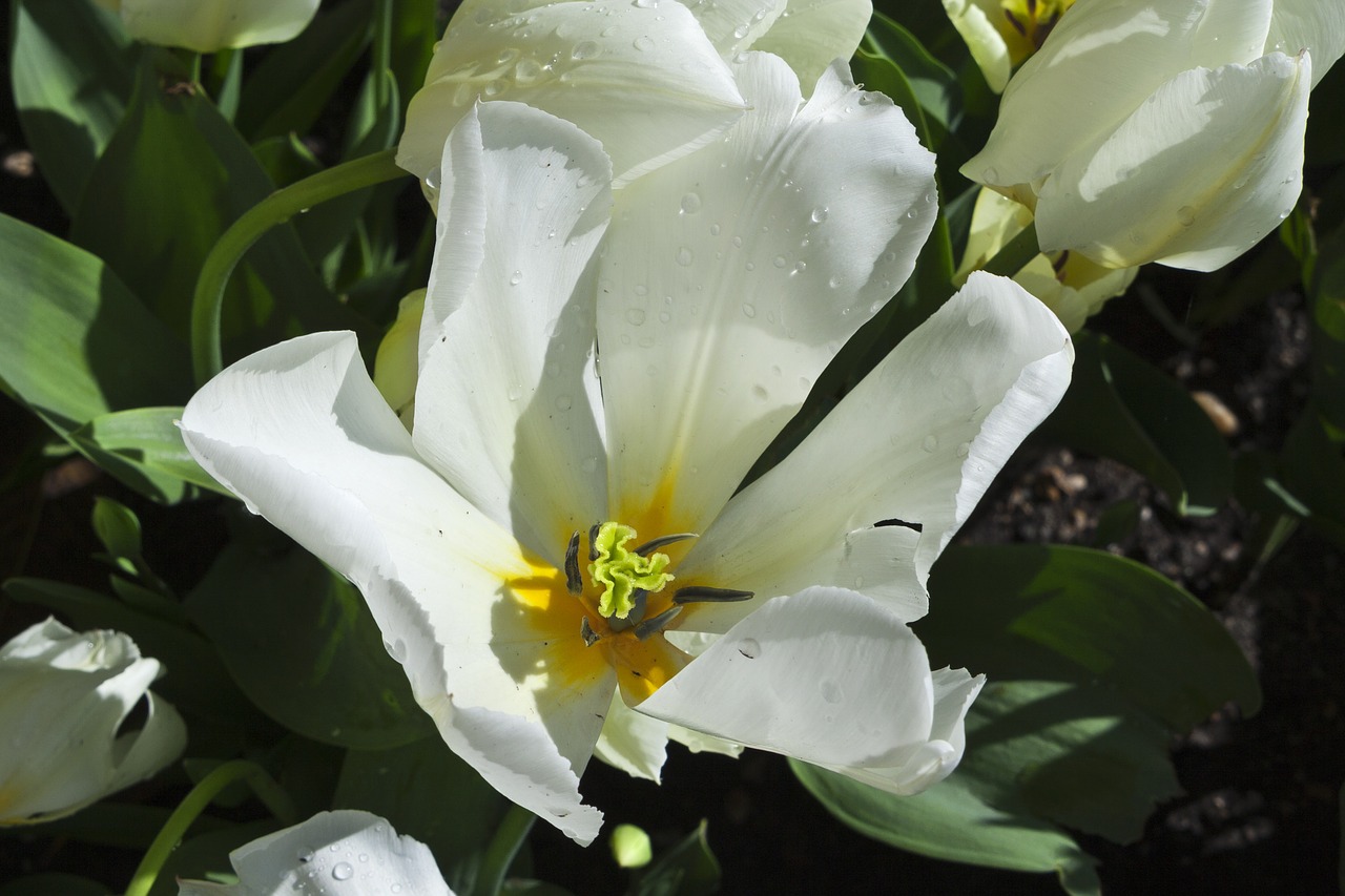 flowers white nature free photo