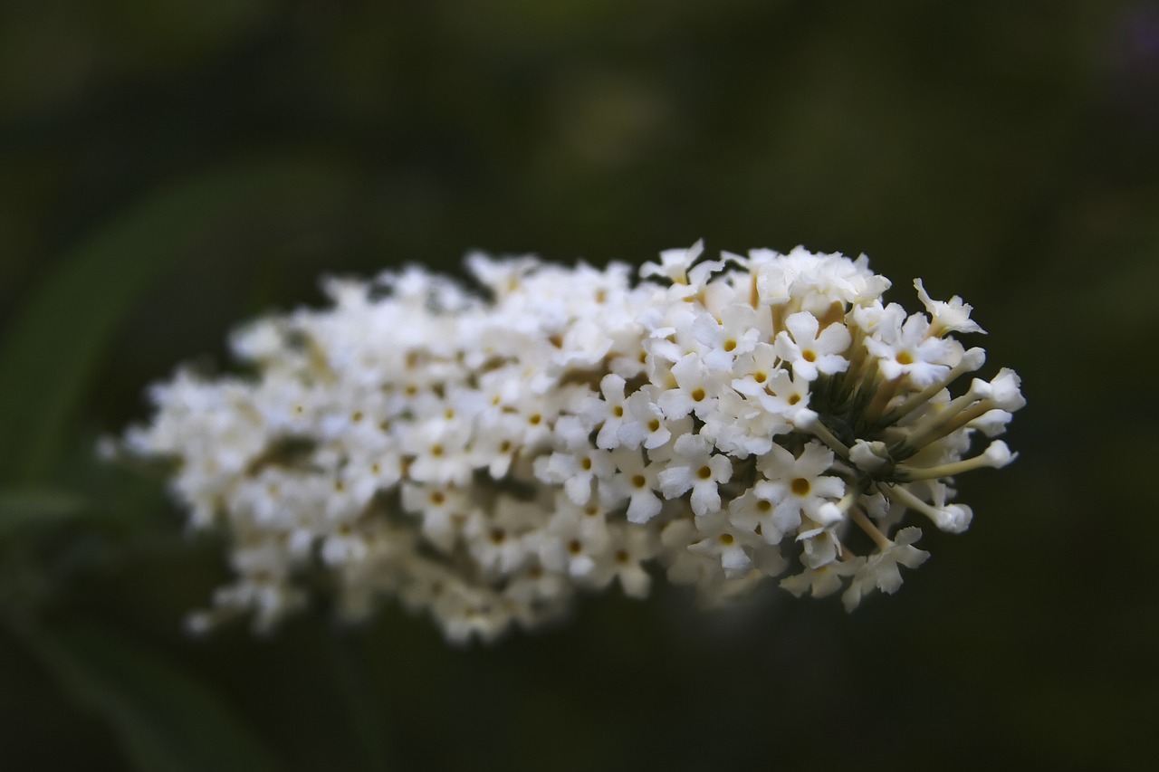 flowers white nature free photo