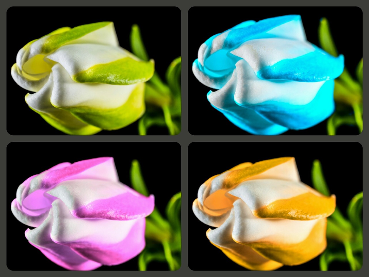 flowers colorful close free photo