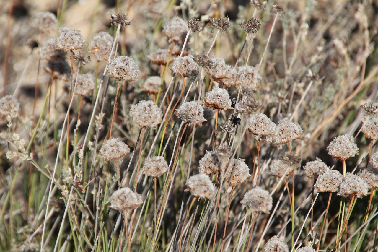 flowers plant sand beach free photo