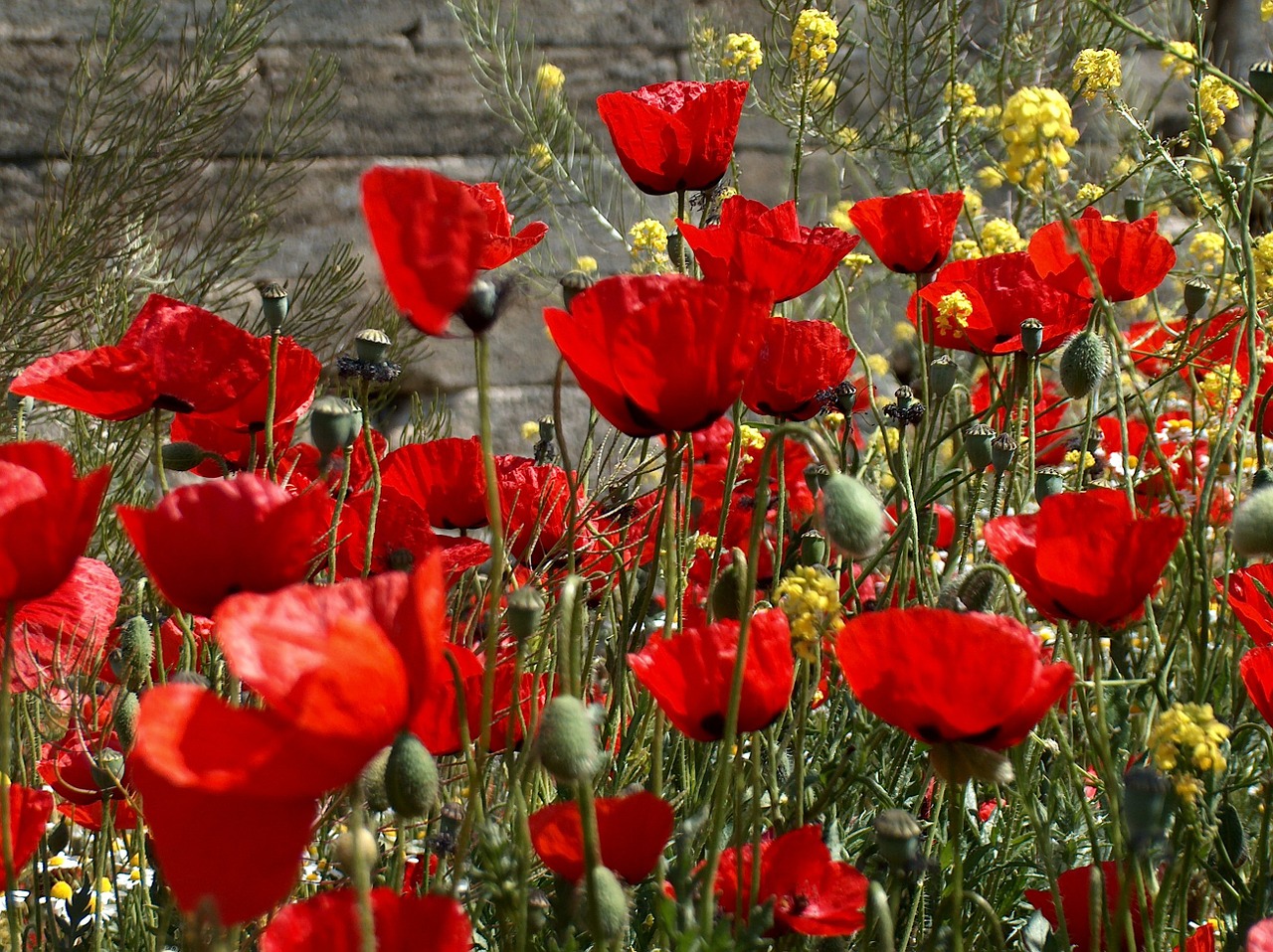 flowers poppies rossi free photo