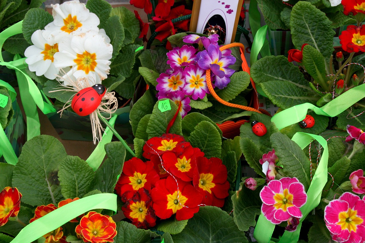 flowers spring red free photo