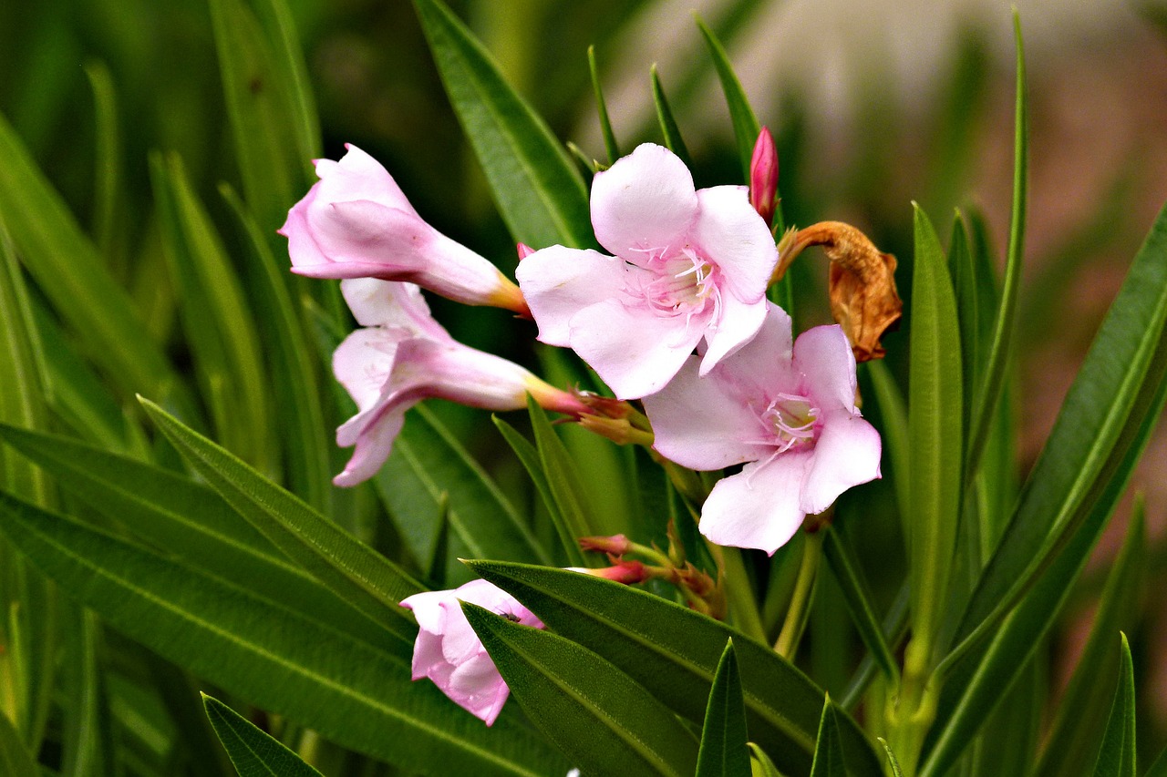 flowers exotic pink free photo