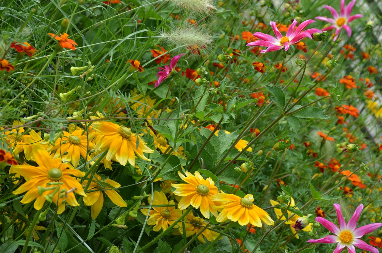 flowers flower meadow spring free photo