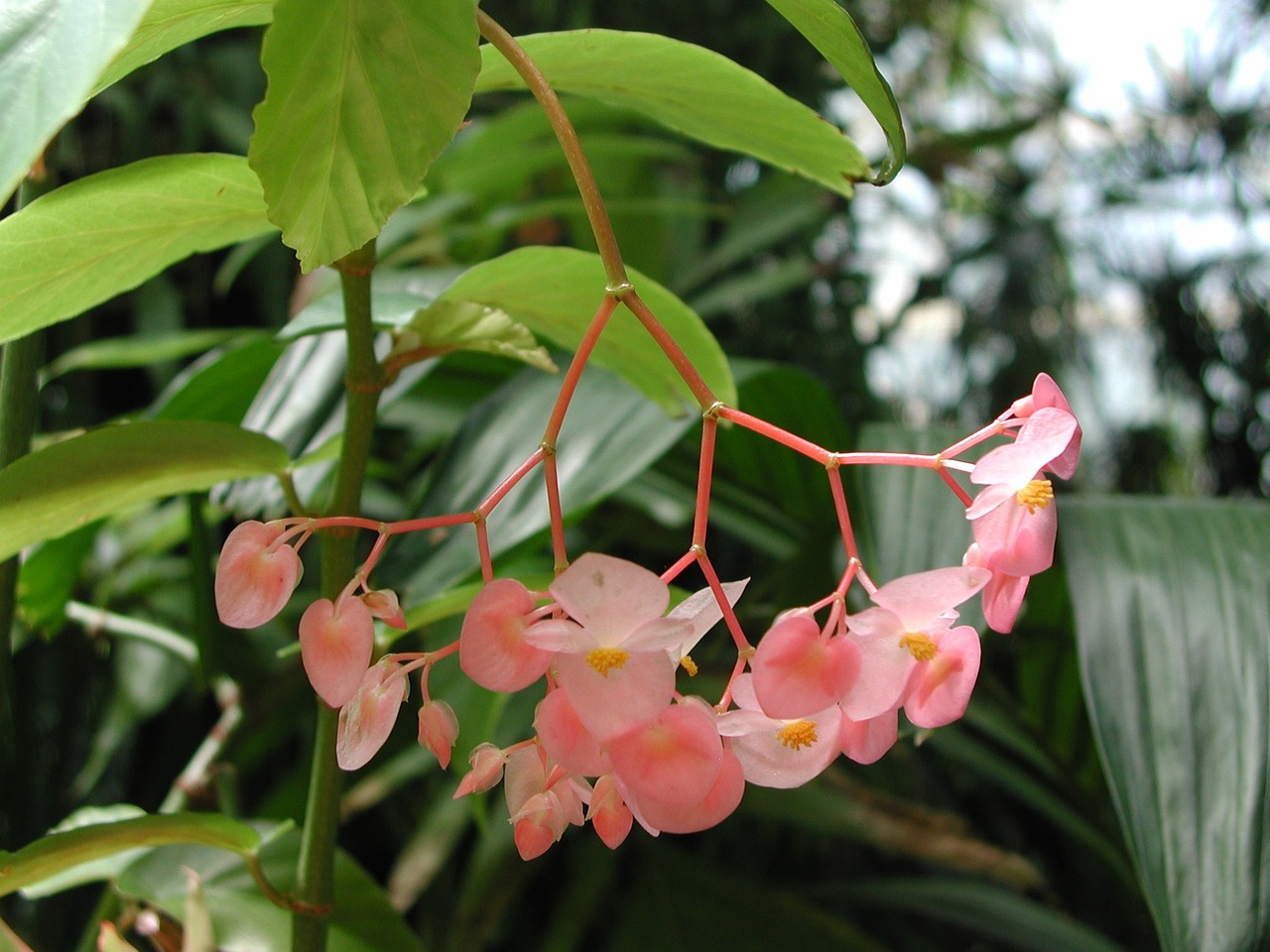 flowers plant garden free photo